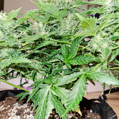Thiccccc freeze growlog timeline photo