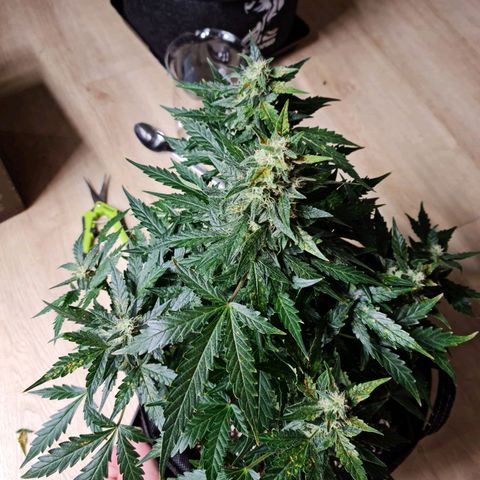 Thiccccc freeze growlog timeline photo