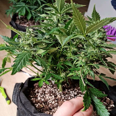 Thiccccc freeze growlog timeline photo