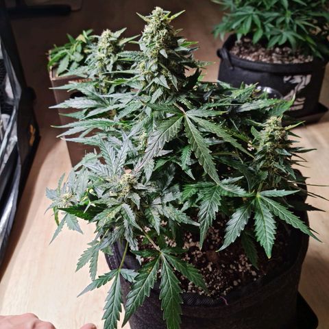 Thiccccc freeze growlog timeline photo