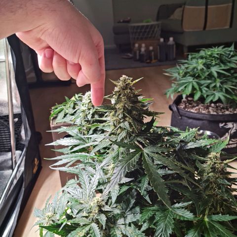Thiccccc freeze growlog timeline photo