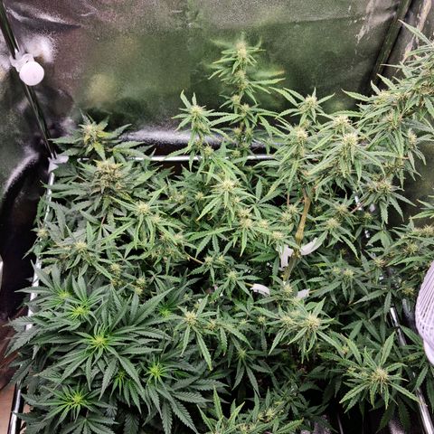 Chungus Medik growlog timeline photo