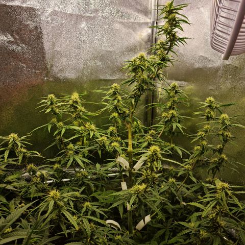 Tall hoe growlog timeline photo