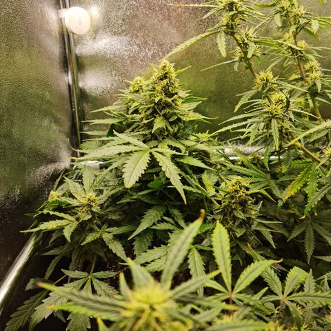 Chungus Medik growlog timeline photo
