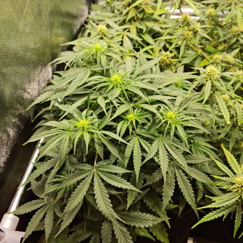 Chungus Medik growlog timeline photo