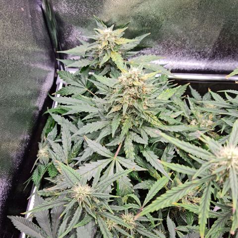 Chungus Medik growlog timeline photo