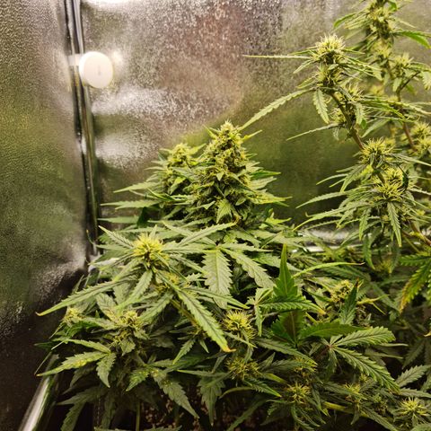 Chungus Medik growlog timeline photo