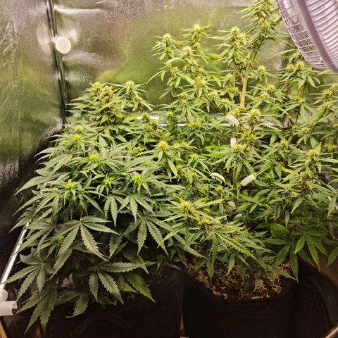 Chungus Medik growlog timeline photo