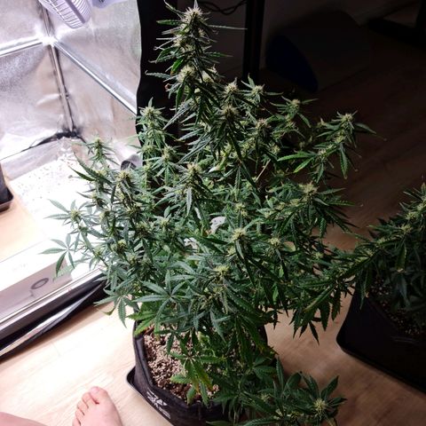 Tall hoe growlog timeline photo