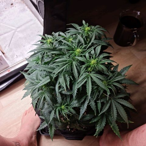 Late bloomer growlog timeline photo