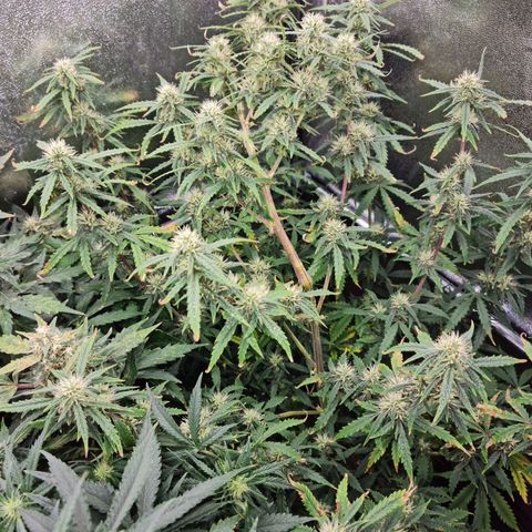 Tall hoe growlog timeline photo