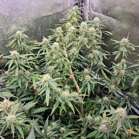 Tall hoe growlog timeline photo