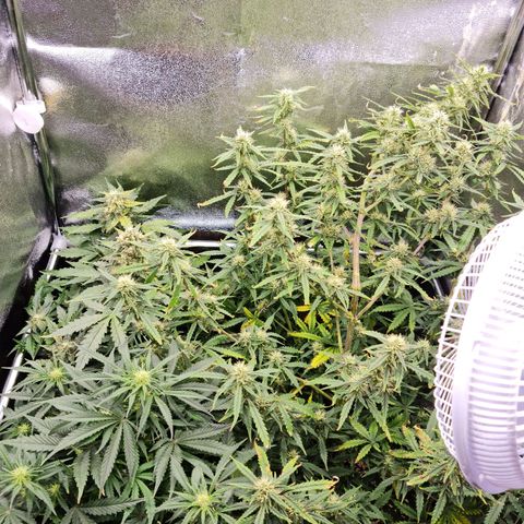 Chungus Medik growlog timeline photo