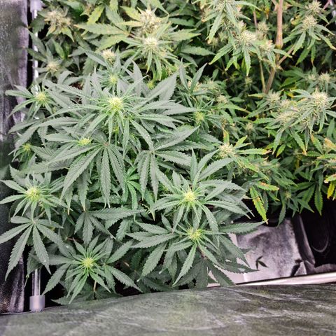 Late bloomer growlog timeline photo