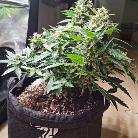 Thiccccc freeze growlog timeline photo