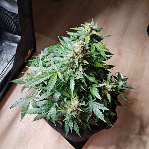 Thiccccc freeze growlog timeline photo