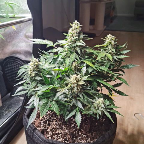 Thiccccc freeze growlog timeline photo