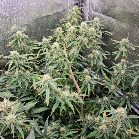 Thiccccc freeze growlog timeline photo