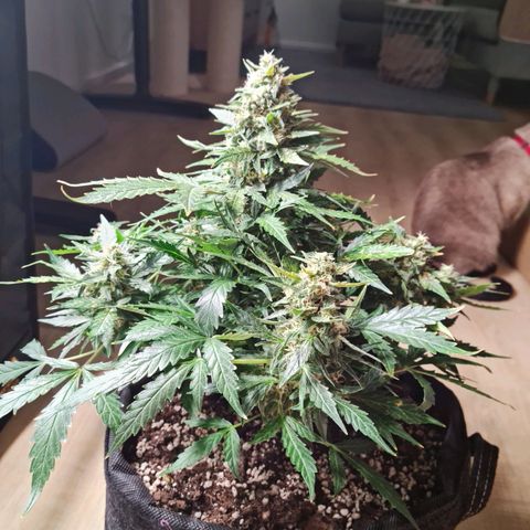 Thiccccc freeze growlog timeline photo