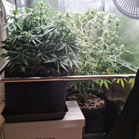 Chungus Medik growlog timeline photo