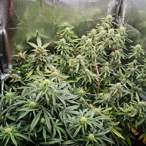 Chungus Medik growlog timeline photo