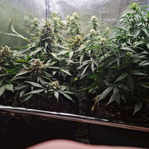 Chungus Medik growlog timeline photo