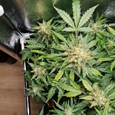 Thiccccc freeze growlog timeline photo