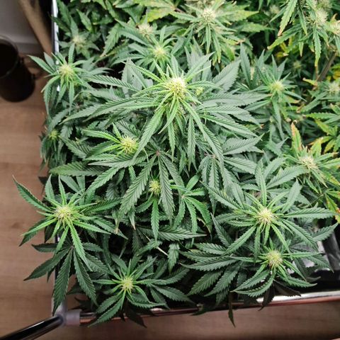 Late bloomer growlog timeline photo