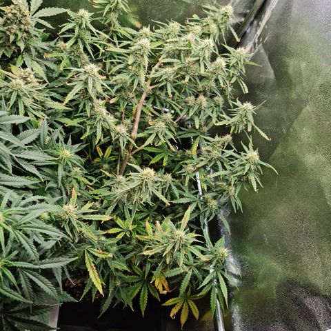 Tall hoe growlog timeline photo