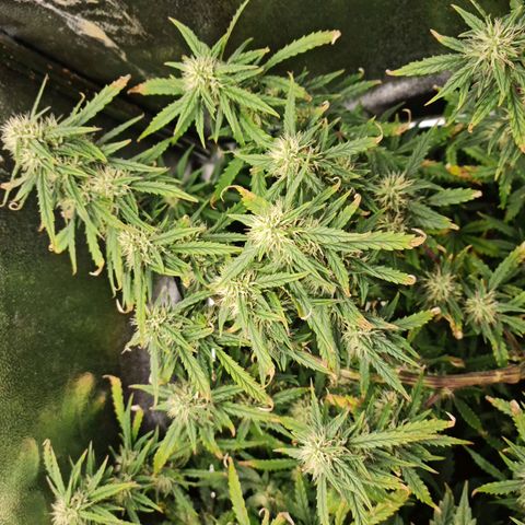 Tall hoe growlog timeline photo