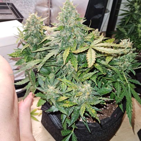 Thiccccc freeze growlog timeline photo