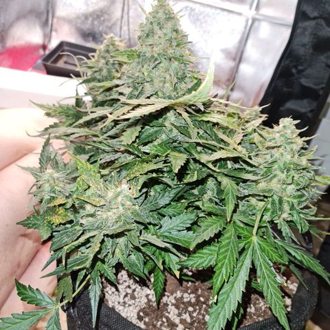 Thiccccc freeze growlog timeline photo