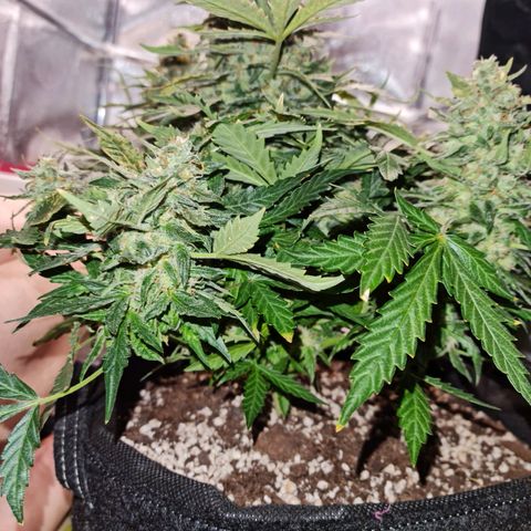 Thiccccc freeze growlog timeline photo