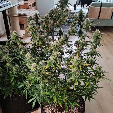 Tall hoe growlog timeline photo