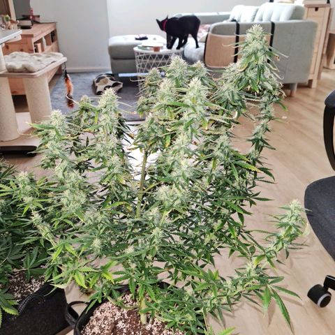 Tall hoe growlog timeline photo