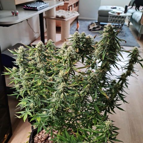 Tall hoe growlog timeline photo
