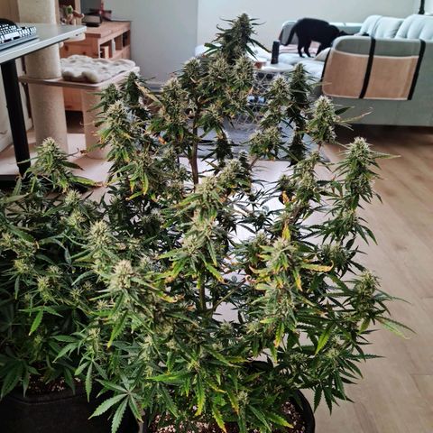 Tall hoe growlog timeline photo