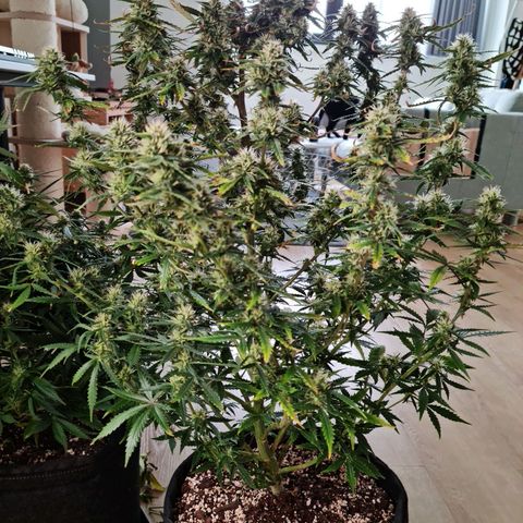 Tall hoe growlog timeline photo