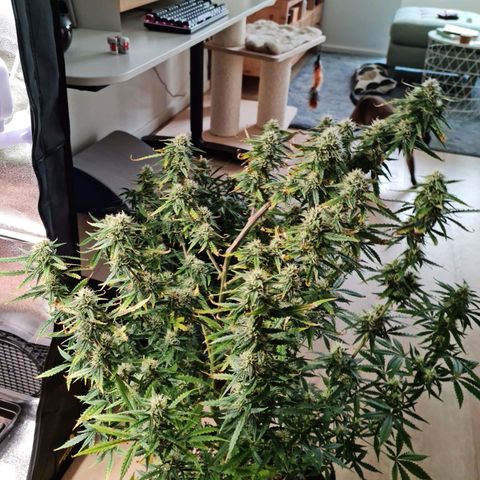 Tall hoe growlog timeline photo