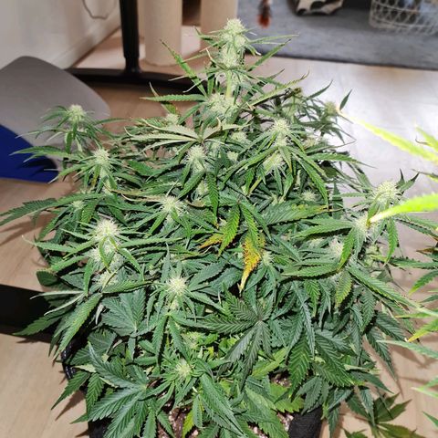 Late bloomer growlog timeline photo
