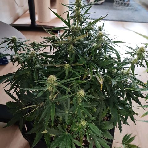 Late bloomer growlog timeline photo