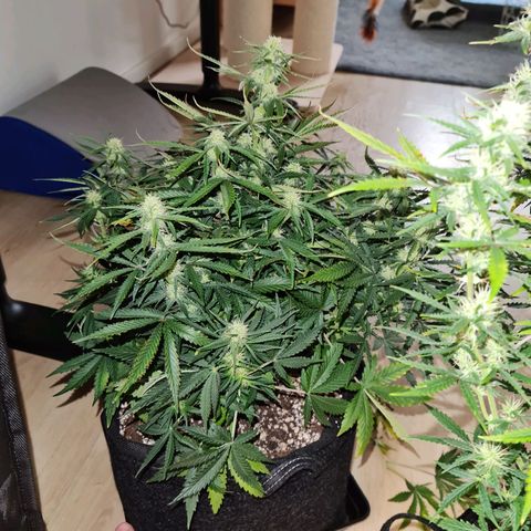 Late bloomer growlog timeline photo