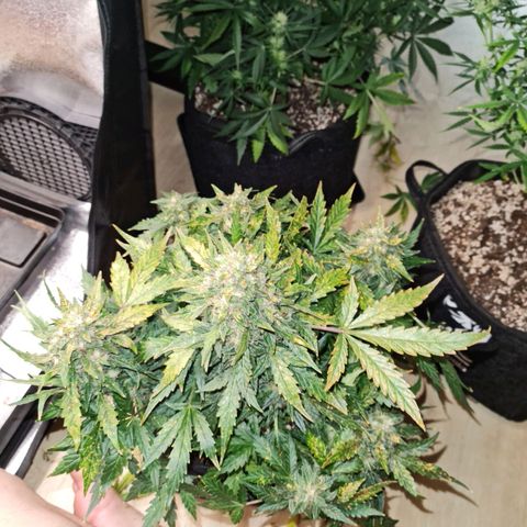 Thiccccc freeze growlog timeline photo