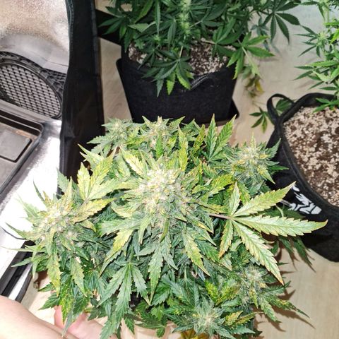 Thiccccc freeze growlog timeline photo
