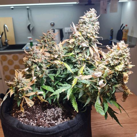 Thiccccc freeze growlog photo: Lots of milky, but almost no amber yet. Will let mature one or two more weeks