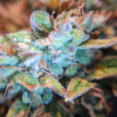 Thiccccc freeze growlog photo: Lots of milky, but almost no amber yet. Will let mature one or two more weeks