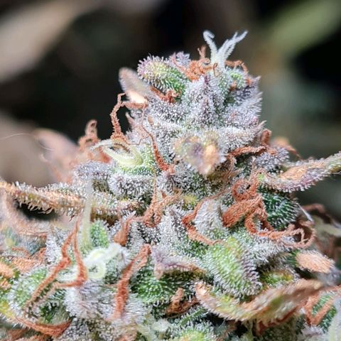 Thiccccc freeze growlog photo: Lots of milky, but almost no amber yet. Will let mature one or two more weeks