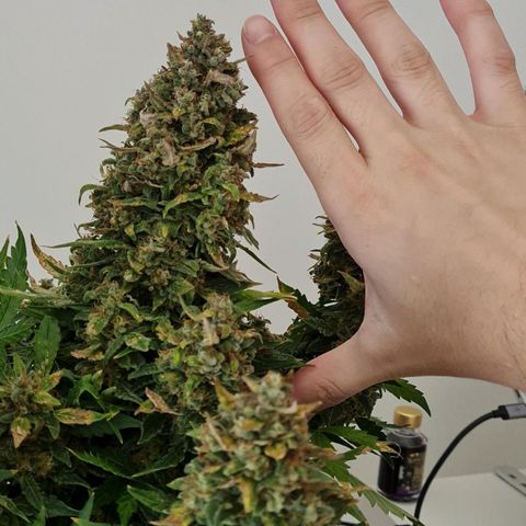 Thiccccc freeze growlog timeline photo