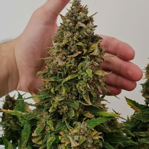 Thiccccc freeze growlog timeline photo