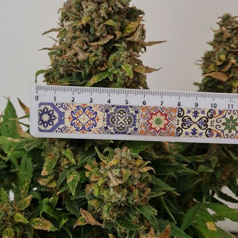 Thiccccc freeze growlog timeline photo